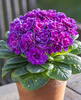 Raktažolė (Lot. Primula vulgaris Belarina "Violetta")