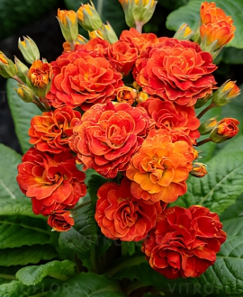 Raktažolė (Lot. Primula vulgaris "Pretty Polly Tropical")