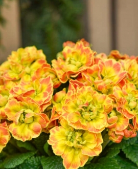Raktažolė (Lot. Primula vulgaris Prima "Belarina Carnival")