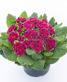 Raktažolė (Lot. Primula vulgaris prima Belarina "Cranberry Corsage")