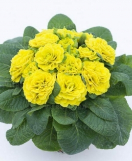Raktažolė (Lot. Primula vulgaris prima Belarina "Day-Glo Yellow")