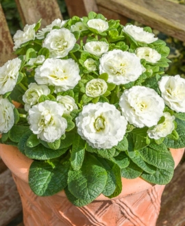 Raktažolė (Lot. Primula vulgaris prima Belarina "Spearmint")