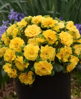 Raktažolė (Lot. primula vulgaris prima Belarina "Spring Sun")
