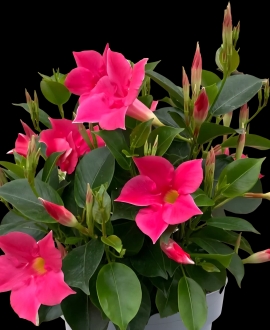 Sundavilė (lot. Diamantina "Jade Hot Pink")