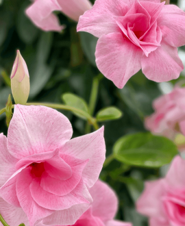 NAUJIENA Sundavilė (Lot. Sundaville "Double Pink")