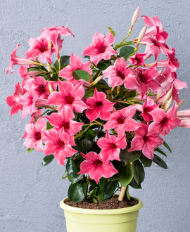 NAUJIENA Sundavilė (Lot. Sundaville "Flamingo")